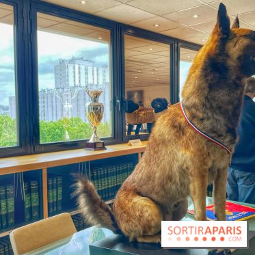 Collection dédié aux chiens - IMG 2325