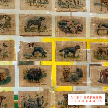 Collection dédié aux chiens
