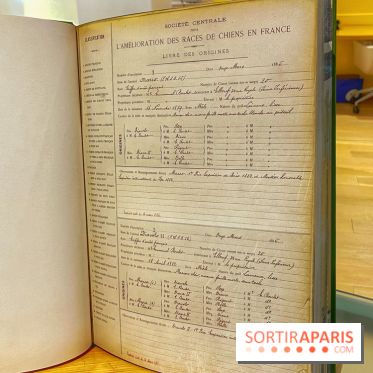 Collection dédié aux chiens
