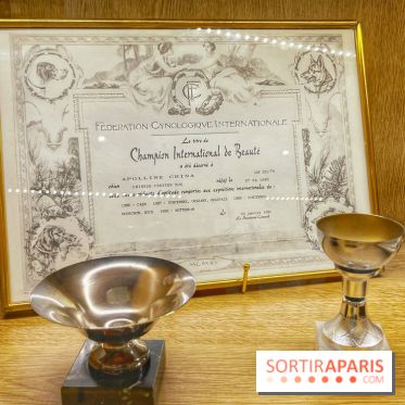 Collection dédié aux chiens - IMG 2329