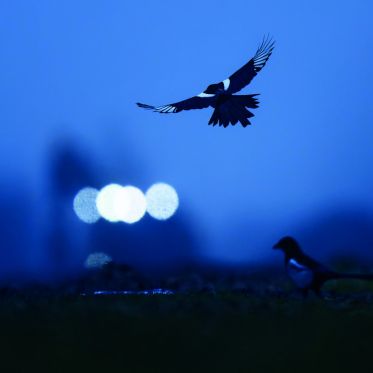 BAP 2025 : 2 expositions insolites pour voir la vie en ville autrement - Pie copyright Nicolas Davy Ile de France Nature