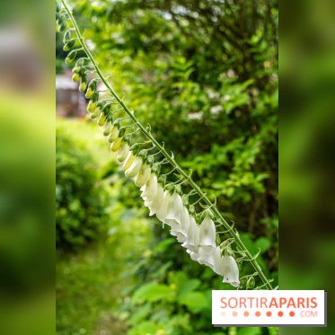 Les Jardins de Juliette à Elancourt  -  A7C5431