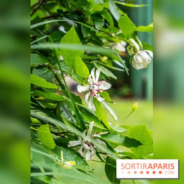 Les Jardins de Juliette à Elancourt