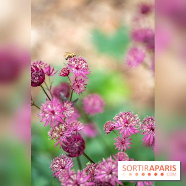 Le Jardin des Aubépines a Auffargis  - A7C01452