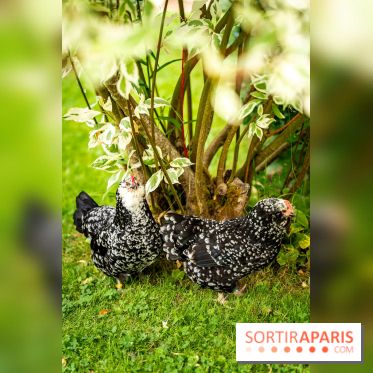 Le Jardin des Aubépines a Auffargis  - A7C01407