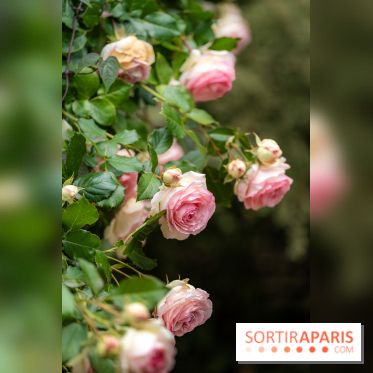 Le Jardin des Aubépines a Auffargis  - A7C01409