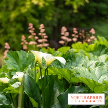 Le Jardin des Aubépines a Auffargis  - A7C01439