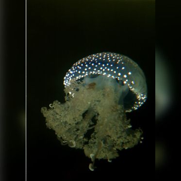 Disco Méduses à l'Aquarium Sea Life