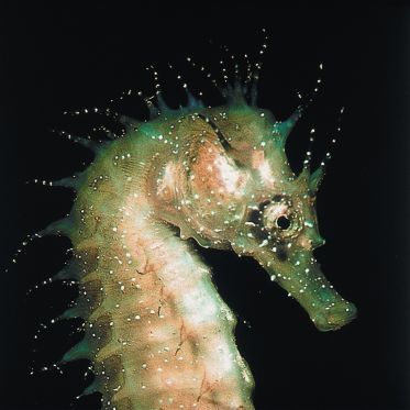 Disco Méduses à l'Aquarium Sea Life