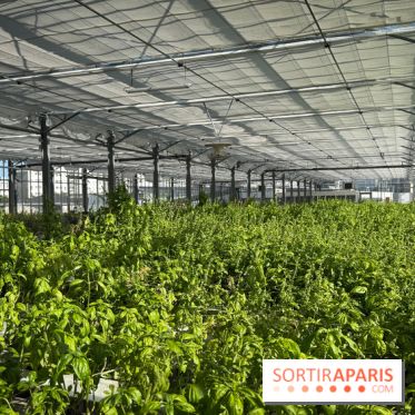 Rooftop Plantation Paris - IMG 7964 jpg