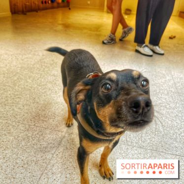 The Dogry - IMG 3578