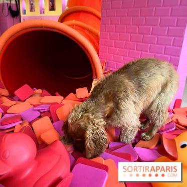 Patapwouf, le spot cani-friendly de Saint-Ouen - nos photos - 039E98EA 14EC 4A45 835B A43C1DA1FDC6
