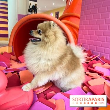 Patapwouf, le spot cani-friendly de Saint-Ouen - nos photos - AE8ADCA5 E843 42AC 8738 07BD7F10921B