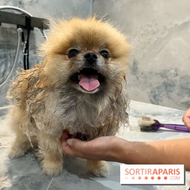 Patapwouf, le spot cani-friendly de Saint-Ouen - nos photos - F0F099CA D4D5 4057 8F22 EA80E51F0193