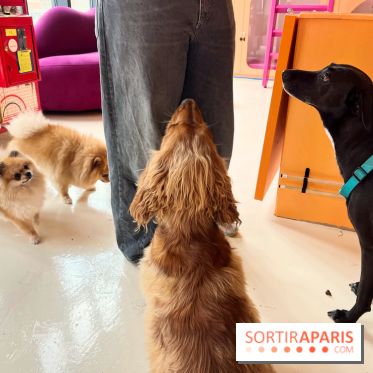 Patapwouf, le spot cani-friendly de Saint-Ouen - nos photos - FB70D621 F8DA 4209 90C0 D461AB7967BD
