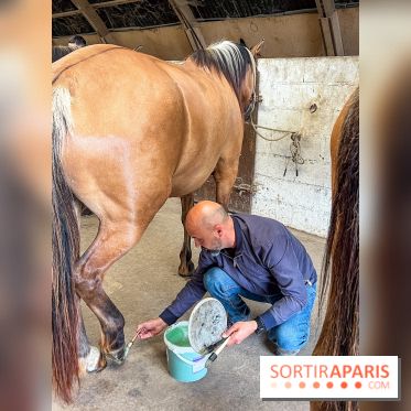 Balade en chevaux Henson en forêt de Fontainebleau  - IMG 1999
