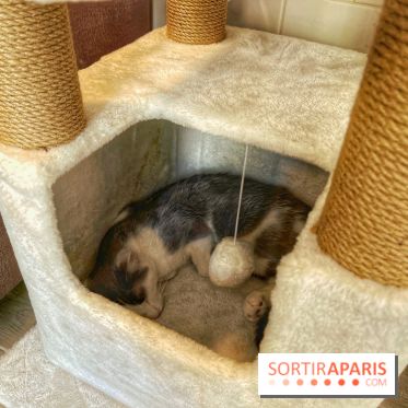 Chat-Rivari Café