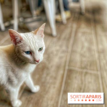 Chat-Rivari Café