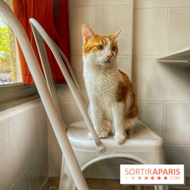 Chat-Rivari Café - IMG 4708