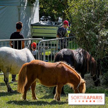 Tous en piste ! à Maisons-Laffitte (78): poneys, calèche et spectacles équestres gratuits au château - IMG 8225 jpg
