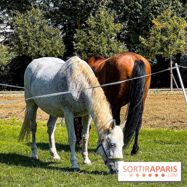 Tous en piste ! à Maisons-Laffitte (78): poneys, calèche et spectacles équestres gratuits au château - IMG 8245 jpg