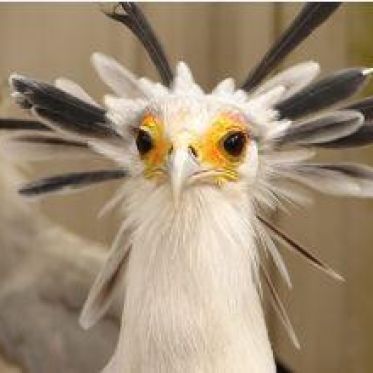 Les aigles des remparts de Provins