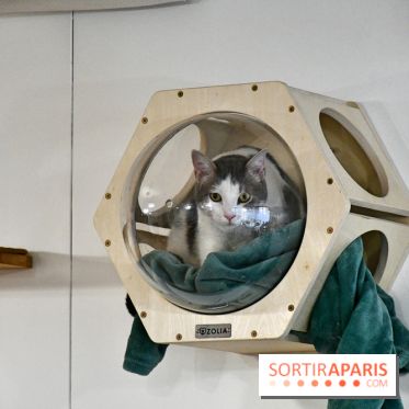 Koneko Work : le café coworking pour travailler en compagnie des chats - DSC 5237