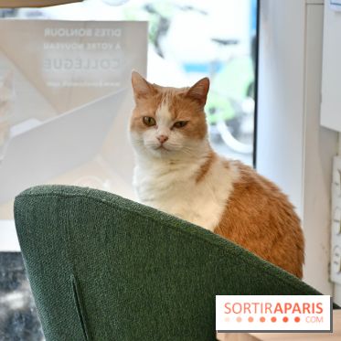 Koneko Work : le café coworking pour travailler en compagnie des chats - DSC 5238