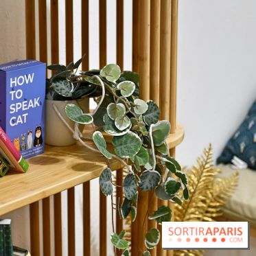 Koneko Work : le café coworking pour travailler en compagnie des chats - DSC 5244