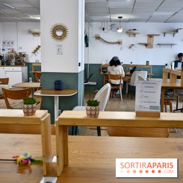 Koneko Work : le café coworking pour travailler en compagnie des chats - DSC 5247