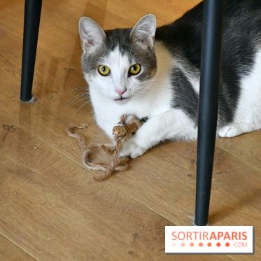 Koneko Work : le café coworking pour travailler en compagnie des chats - DSC 5251