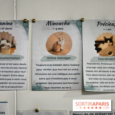 Koneko Work : le café coworking pour travailler en compagnie des chats - DSC 5257