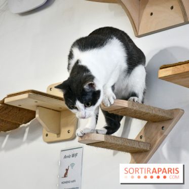 Koneko Work : le café coworking pour travailler en compagnie des chats - DSC 5262