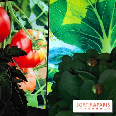 Jardiner : une exposition au cœur de la nature à vivre à la Cité des Sciences et de l'Industrie