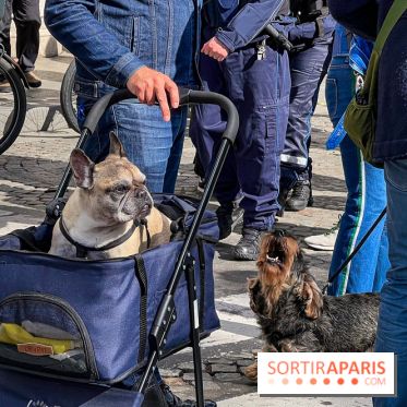La Marche des animaux à Paris : défilé gratuit, ouvert aux chiens, chats ... sur les Champs-Élysées - IMG 5169