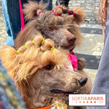La Marche des animaux à Paris : défilé gratuit, ouvert aux chiens, chats ... sur les Champs-Élysées - IMG 5210
