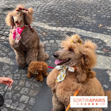La Marche des animaux à Paris : défilé gratuit, ouvert aux chiens, chats ... sur les Champs-Élysées - IMG 5216