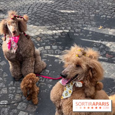 La Marche des animaux à Paris : défilé gratuit, ouvert aux chiens, chats ... sur les Champs-Élysées - IMG 5217