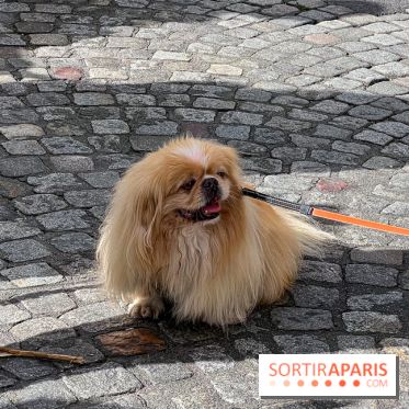 La Marche des animaux à Paris : défilé gratuit, ouvert aux chiens, chats ... sur les Champs-Élysées - IMG 5384