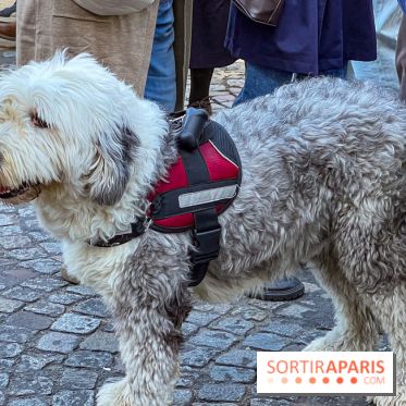 La Marche des animaux à Paris : défilé gratuit, ouvert aux chiens, chats ... sur les Champs-Élysées - IMG 5516