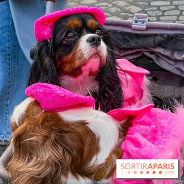 La Marche des animaux à Paris : défilé gratuit, ouvert aux chiens, chats ... sur les Champs-Élysées - IMG 5608