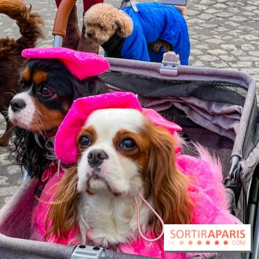 La Marche des animaux à Paris : défilé gratuit, ouvert aux chiens, chats ... sur les Champs-Élysées - IMG 5610