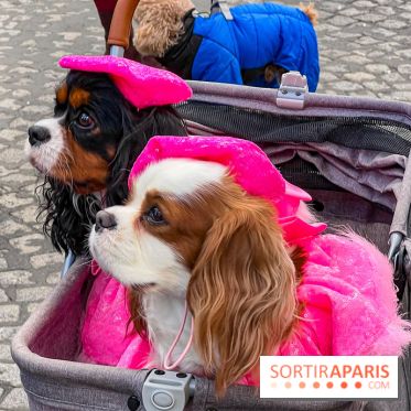 La Marche des animaux à Paris : défilé gratuit, ouvert aux chiens, chats ... sur les Champs-Élysées