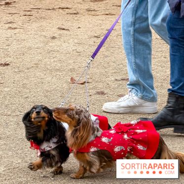 Paris Sausage Walk, la Marche des Teckels 2025