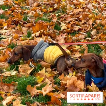 Paris Sausage Walk, la Marche des Teckels 2025