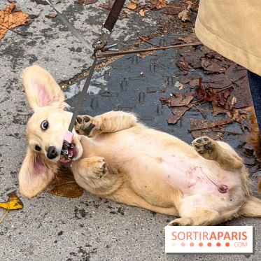 Paris Sausage Walk, la Marche des Teckels 2025