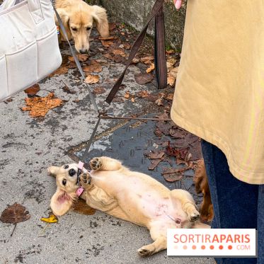 Paris Sausage Walk, la Marche des Teckels 2025