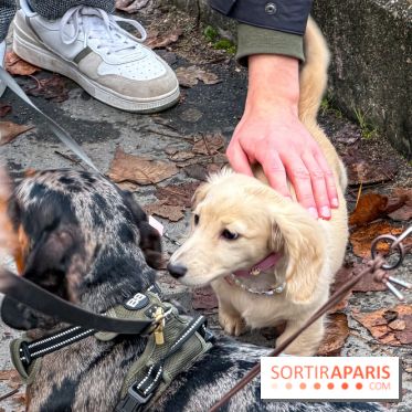 Paris Sausage Walk, la Marche des Teckels 2025 - IMG 1577