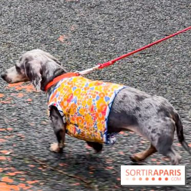 Paris Sausage Walk, la Marche des Teckels 2025