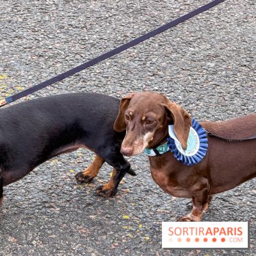 Paris Sausage Walk, la Marche des Teckels 2025